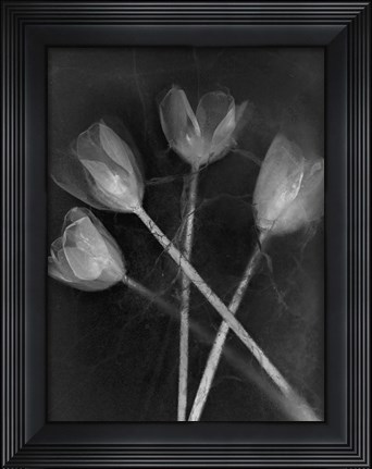 Framed 4 Tulipanes Print
