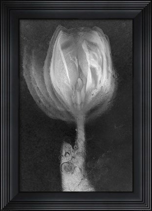 Framed Tulipan X Ray Print