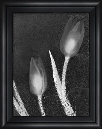 Framed Tulipanes Blancos 33 Print