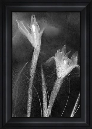 Framed Flores Azules 57 Print