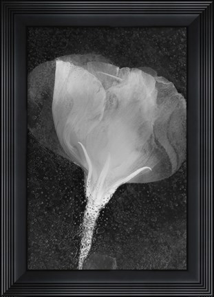 Framed Flowers On Ice BW Print