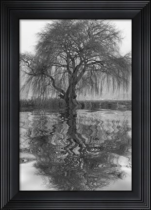Framed Sauce en Agua 1 Print