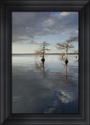 Framed Trees at Lake 3 Print