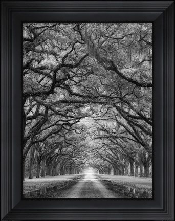 Framed Oaks Avenue 2 BW Print