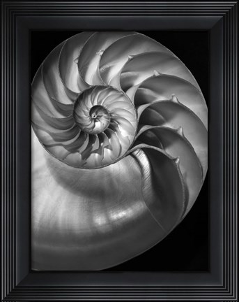 Framed Nautilus 3 2 Print