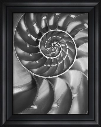 Framed Nautilus 5 Print