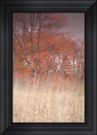 Framed Trees On Wind 1 Print