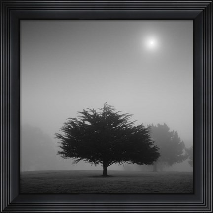 Framed Judge Print