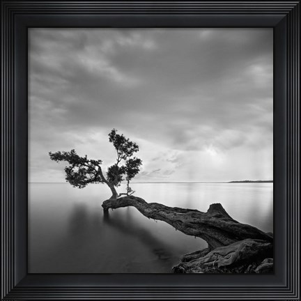 Framed Water Tree Print