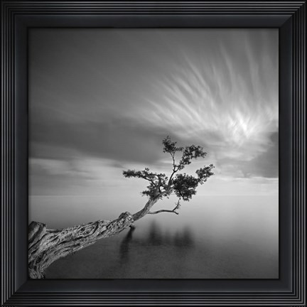 Framed Water Tree 3 Print
