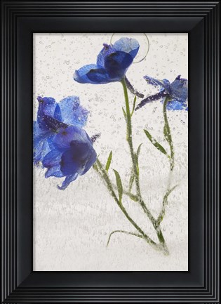 Framed Flores en Hielo VI Print