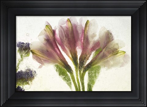 Framed Flores en Hielo VII Print