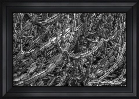 Framed Old Cactus 1 Print