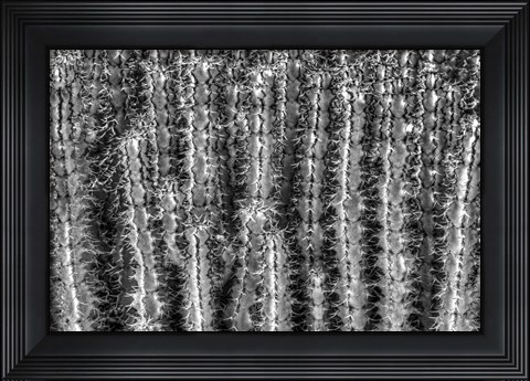 Framed Old Cactus 2 Print