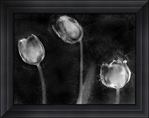 Framed Tulipanes Platino Print