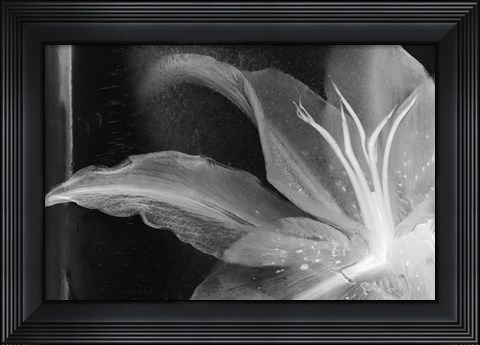Framed Detalle Flor X Print
