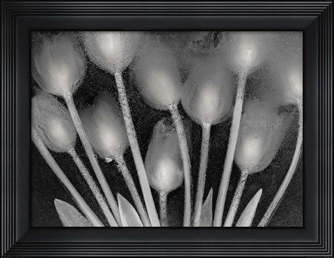 Framed Ramo de Tulipanes Print