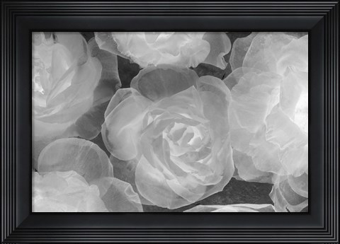 Framed Rosas Blancas Print
