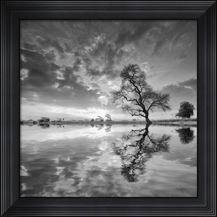 Framed Arbol en Agua 5 BN Print