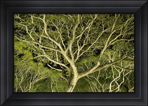 Framed Costa Rica Tree Color 2 Print