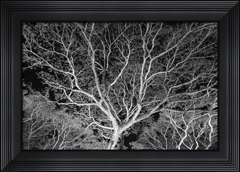 Framed Costa Rica Tree Print