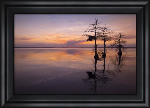 Framed Three Trees on Sunset Print