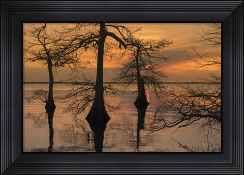 Framed Three Trees on Water Print