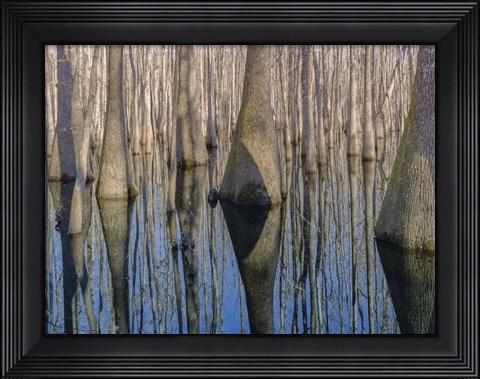 Framed Cypress Reflection Print