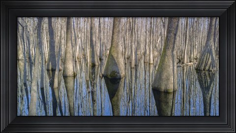 Framed Cypress Reflection Panoramic Print