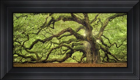 Framed Tree Of Light Color FL Print