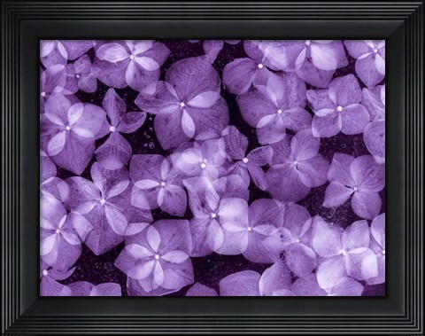 Framed Flores Congeladas 200 Print