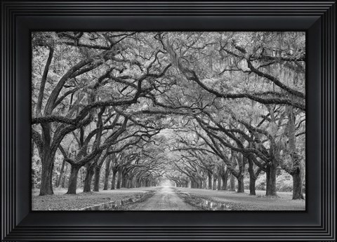 Framed Oaks Avenue 1 BW Print