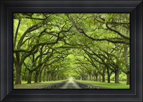 Framed Oaks Avenue 1 Print