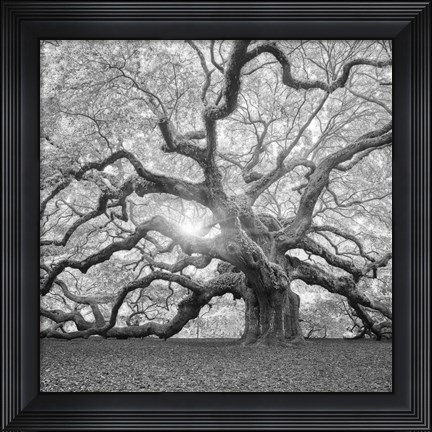 Framed Tree Square BW 2 Print