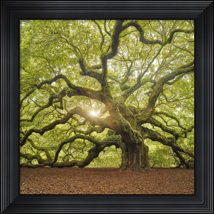 Framed Tree Square Print
