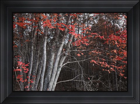 Framed Arboles Acadia 2 Print