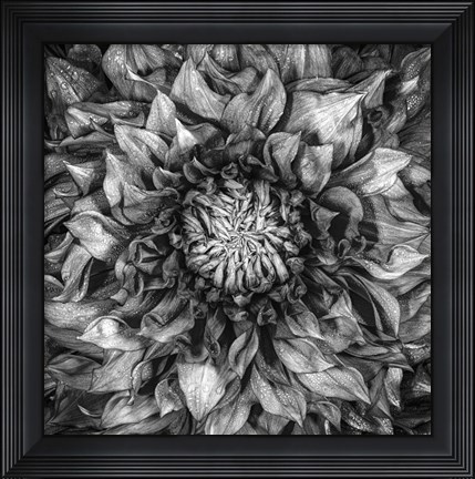 Framed Dalia Full Print