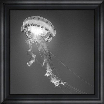 Framed Medusa 1 Print