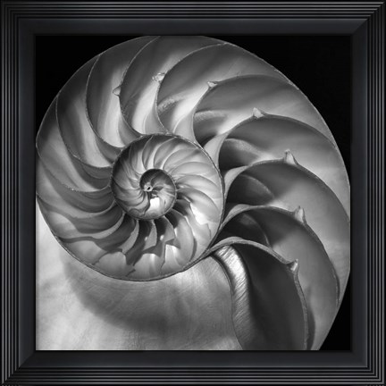 Framed Nautilus 2 Print