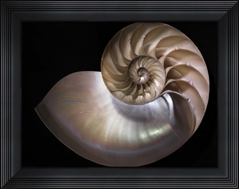 Framed Nautilus 3 Print