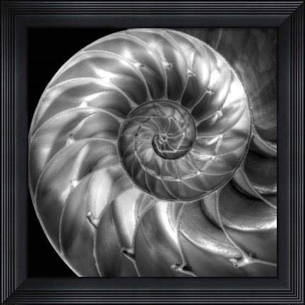 Framed Nautilus 4 Print