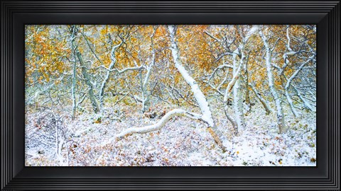 Framed Tired Trees 3 Print