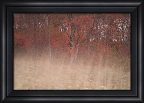 Framed Trees On Wind 2 Print