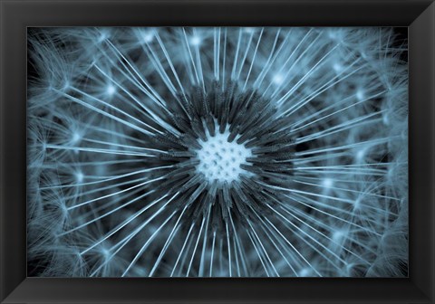 Framed Dandelion Print