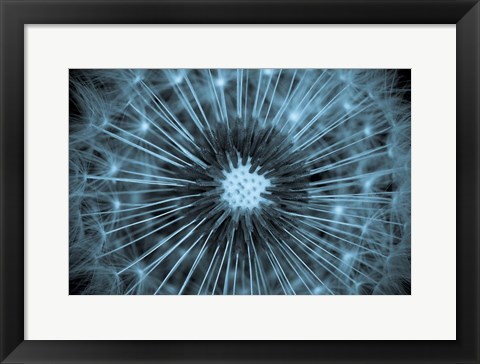 Framed Dandelion Print