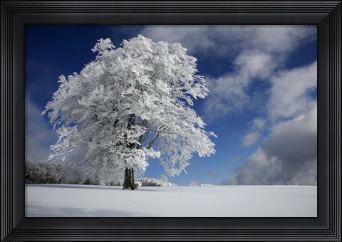 Framed White Windbuche In Black Forest Print