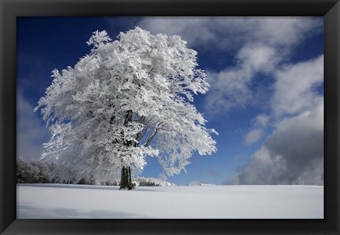 Framed White Windbuche In Black Forest Print