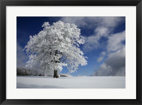 Framed White Windbuche In Black Forest Print