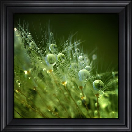 Framed Morning Perls Print