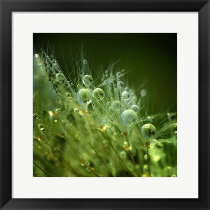 Framed Morning Perls Print